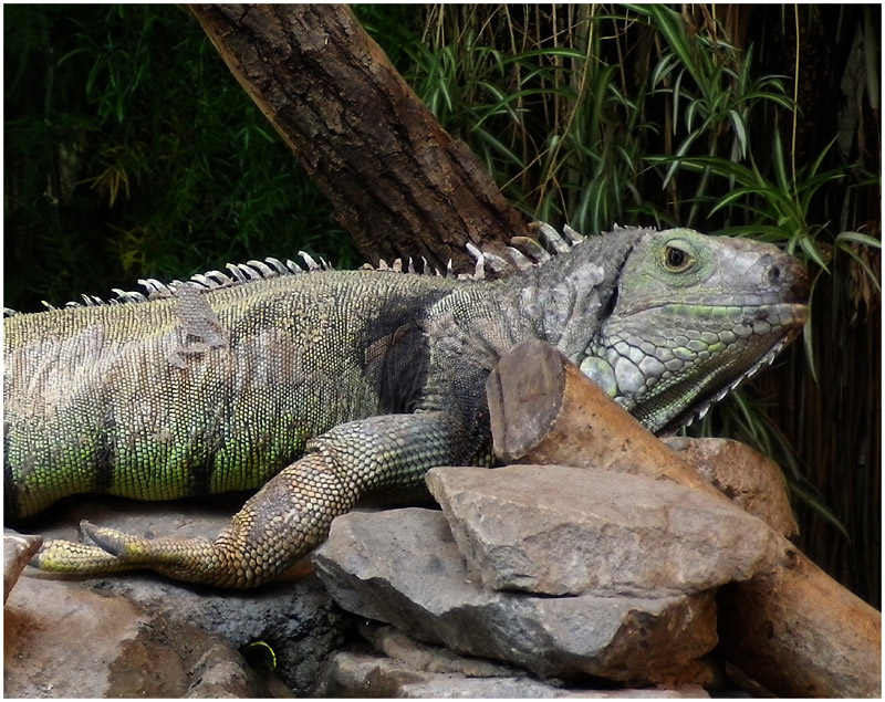012-Lizard-800px.jpg