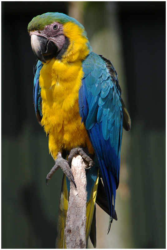 017-Parrot-2.jpg