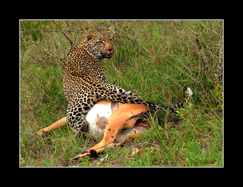 Leopard with kill  adaps copy.jpg