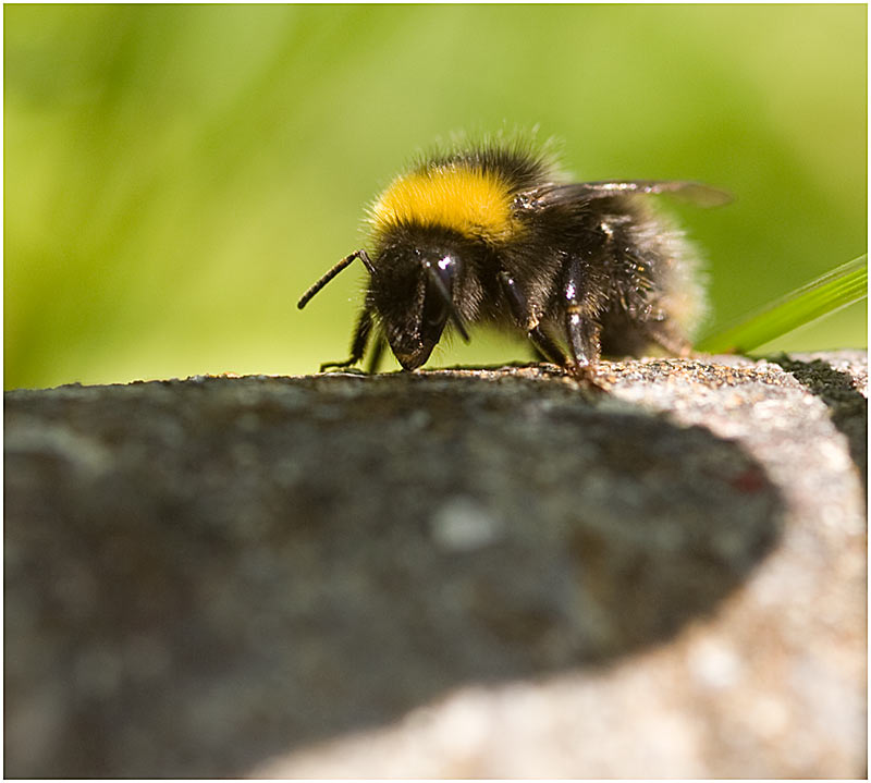 Bee.jpg