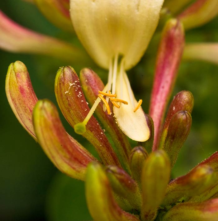 Honeysuckle-web.jpg