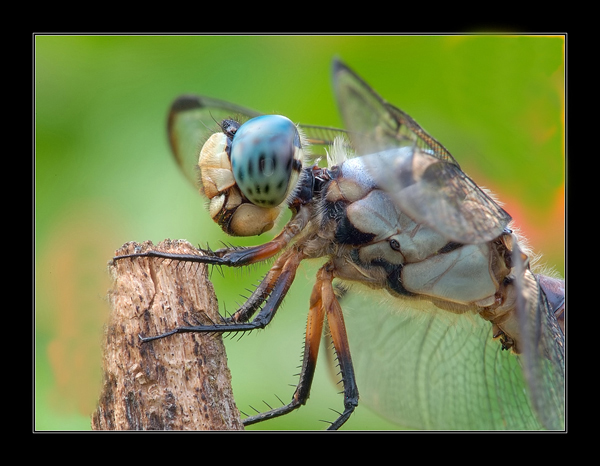 GREAT BLUE SKIMMER maleEPHOTO.jpg
