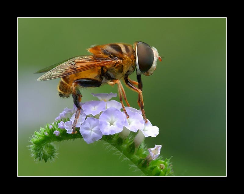 american hoverfly copy.jpg