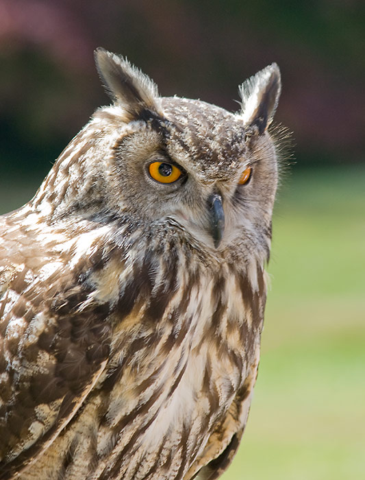 Eagle-Owl.jpg
