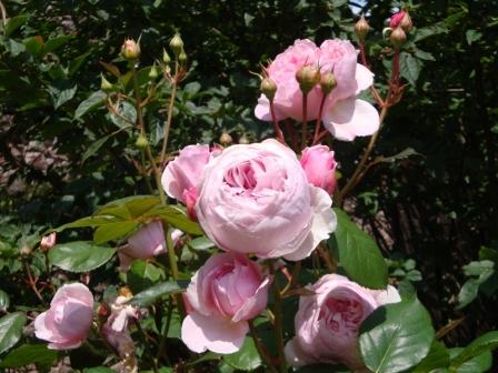 Roses at Muncaster for web 4.jpg