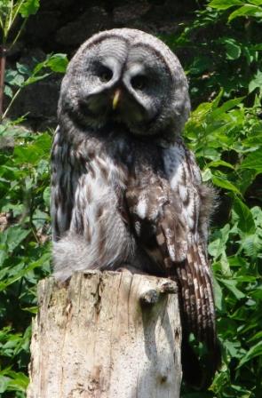 Owl at Muncaster for web 4.jpg