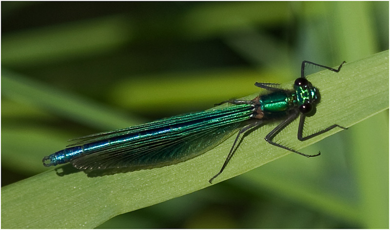 Green Insect TP.jpg