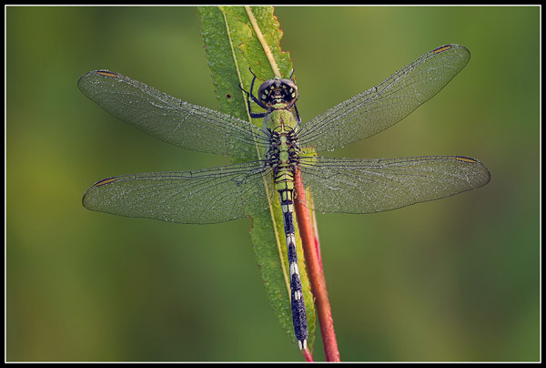 EASTERN PONDHAWK adaps.jpg