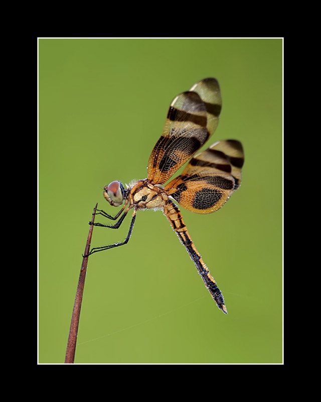 HALLOWEEN PENNANT#6 ephoto.jpg