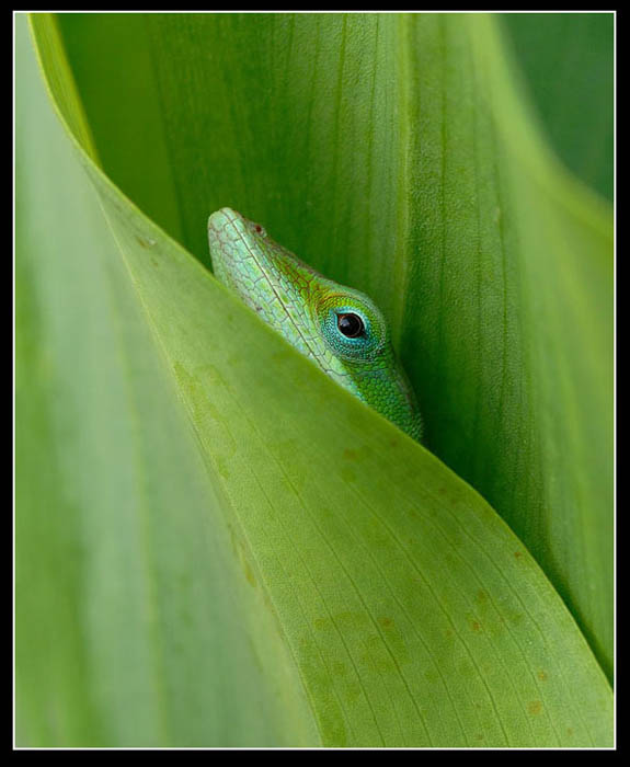 SHADES OF GREEN adaps.jpg
