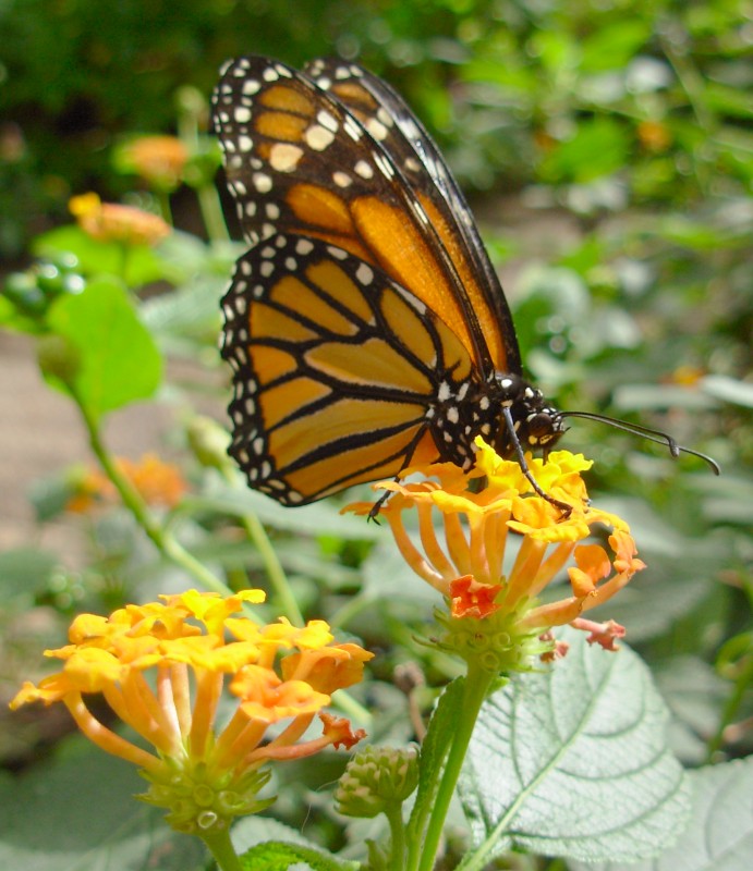 danaus plexippus