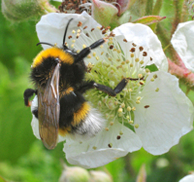 Busy Bee
