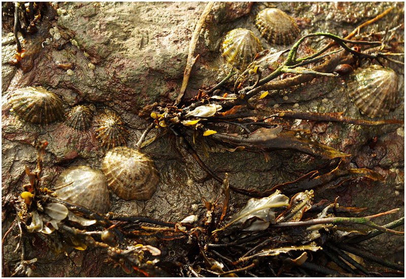 patterns-in-nature.jpg