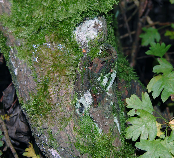 moss art.jpg
