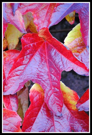 leaf.jpg