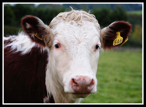 cow.jpg