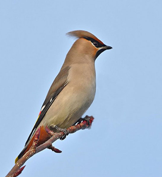 waxwing tracey.jpg