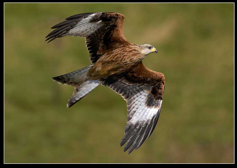 RED KITE #1 Loch Ken.JPG