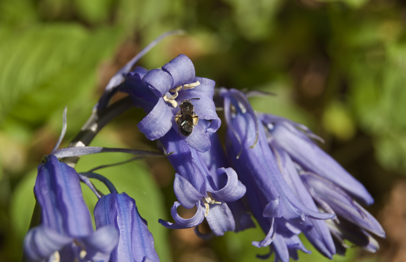 Bluebells.jpg