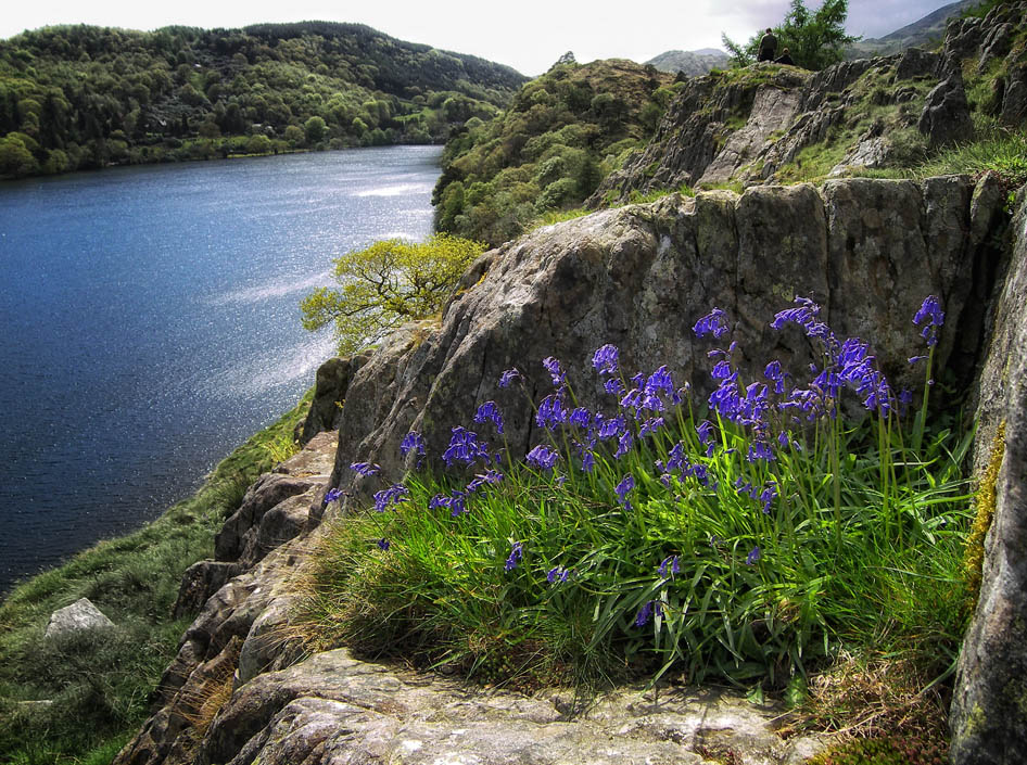 bluebells at llyn gwynant.jpg