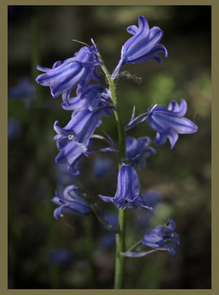 bluebell.jpg