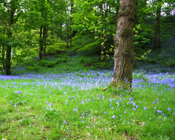 Marles Wood.jpg
