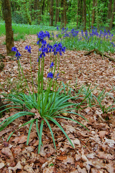 adaps bluebell.jpg