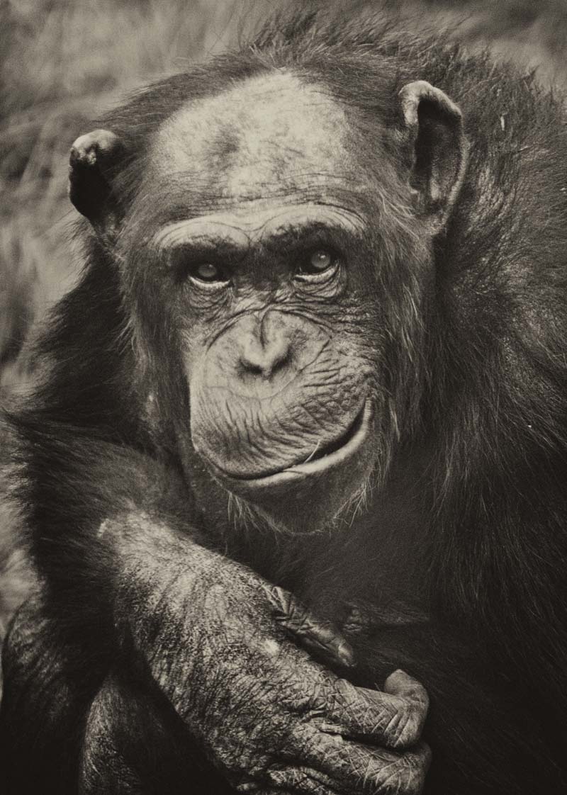 chimp-web.jpg