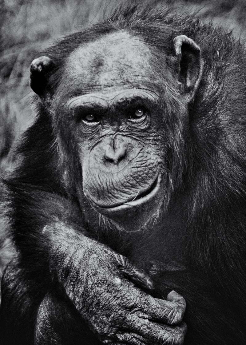 chimp2.jpg