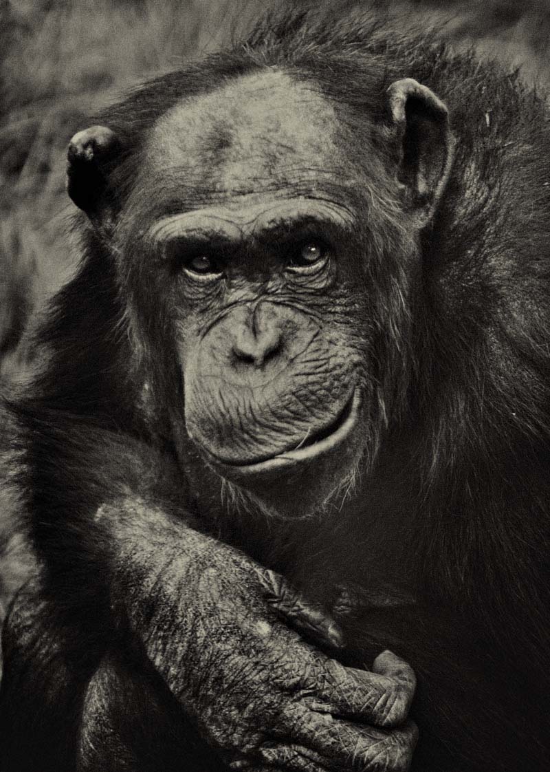 chimp3.jpg
