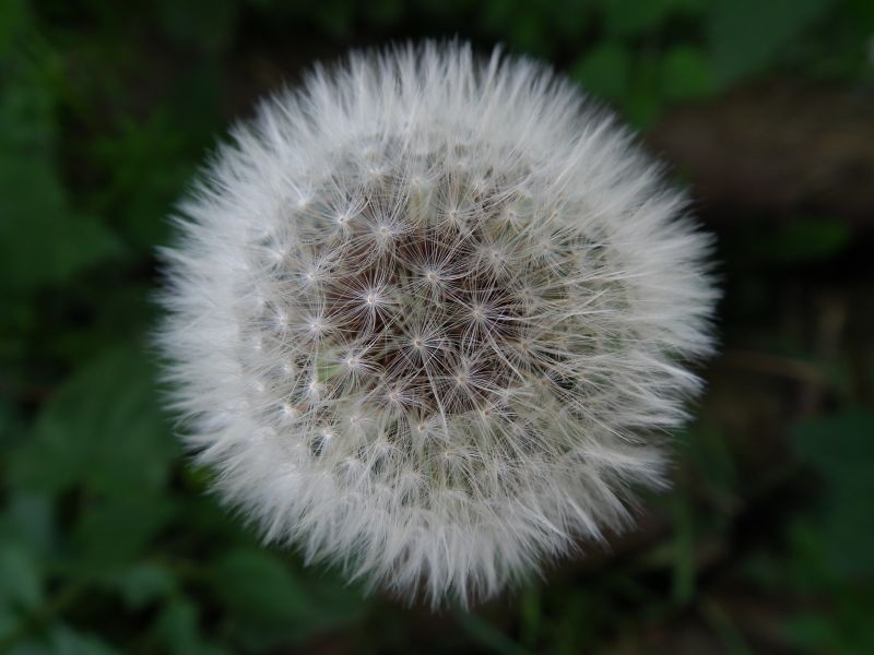 DSCF3141 original.jpg